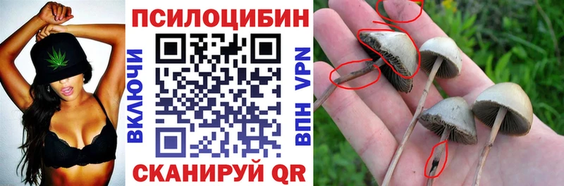 Псилоцибиновые грибы Psilocybe  что такое   Липки 